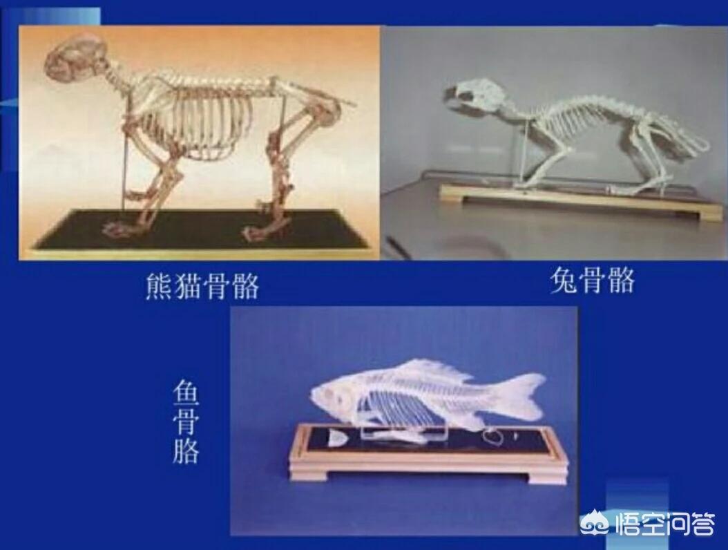 贵州现52具熊猫化石,有化石之称的野生动物是熊猫吗？