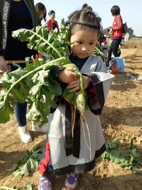 河南招聘被疑萝卜岗,河南什么时候拔萝卜?