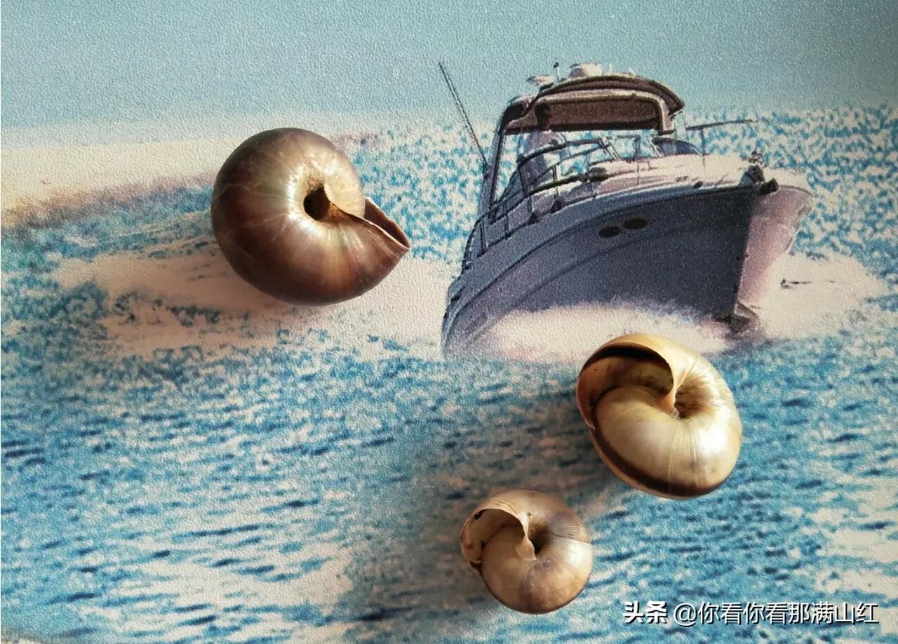 初中文凭娶美国博士,乔杉娶女博士是什么电视剧？