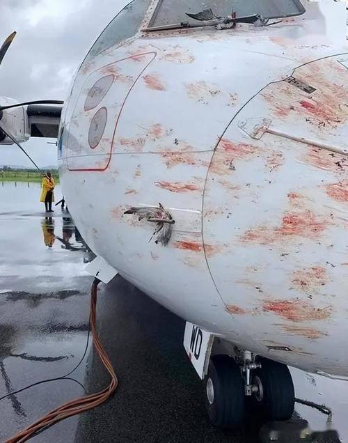 客机空中与鸟群相撞,客机空中与鸟群相撞视频