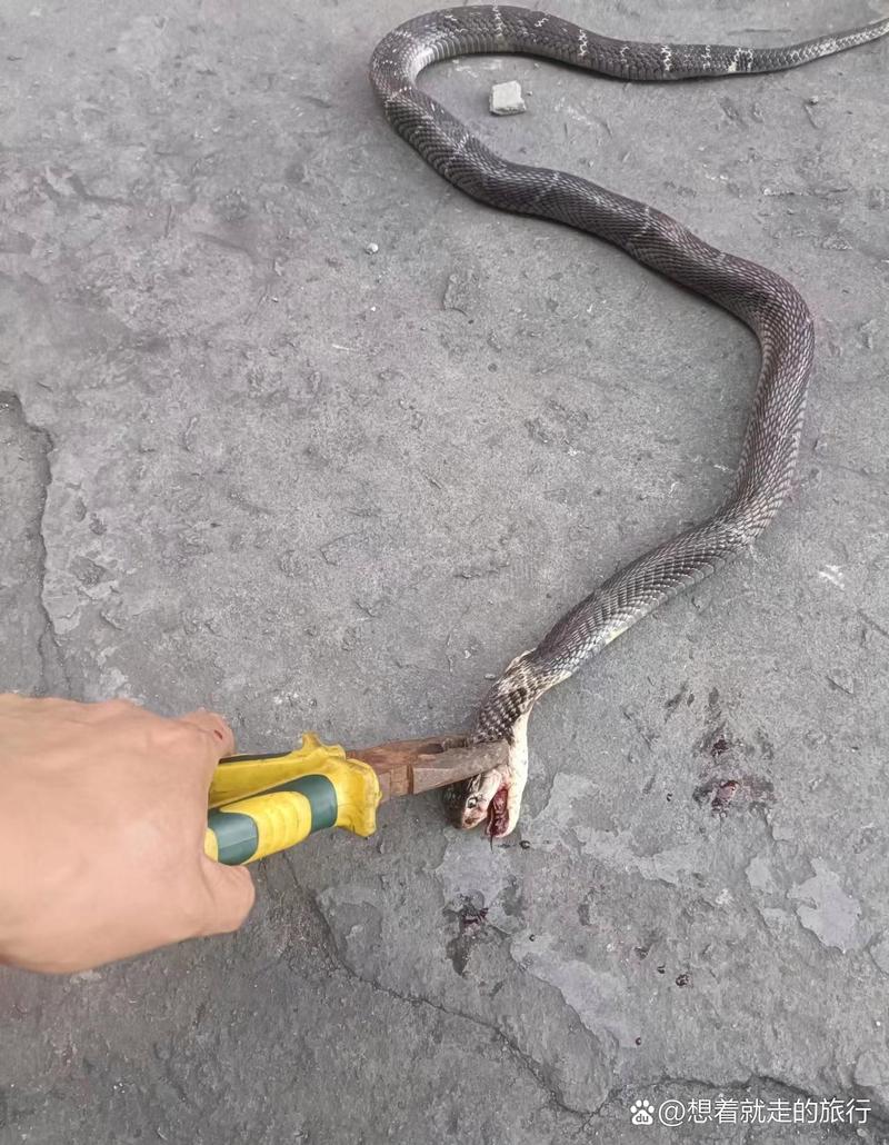 误蹦蛇窝还遇2条蛇,误闯蛇窝