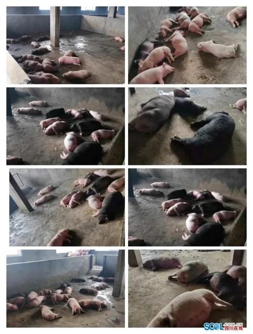 食品公司现大量死猪,食品安全法一头死猪能判刑吗?