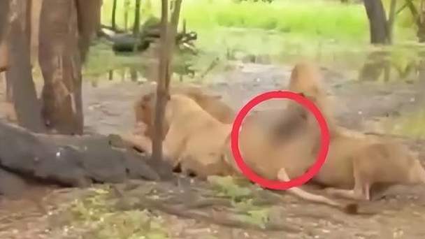 动物园狮子遭虎撕咬,动物园狮子遭虎撕咬视频