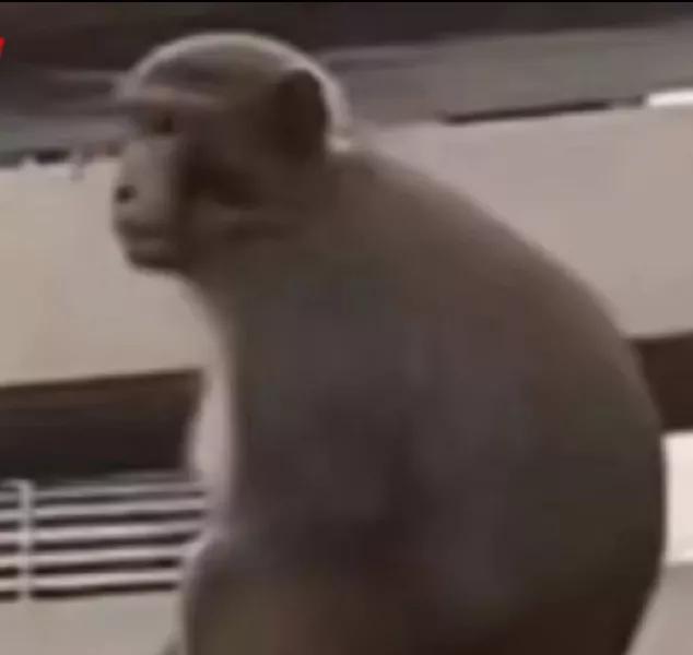 带多种病毒猴子逃跑,南京多地出现猴子了，会不会携带病毒啊？