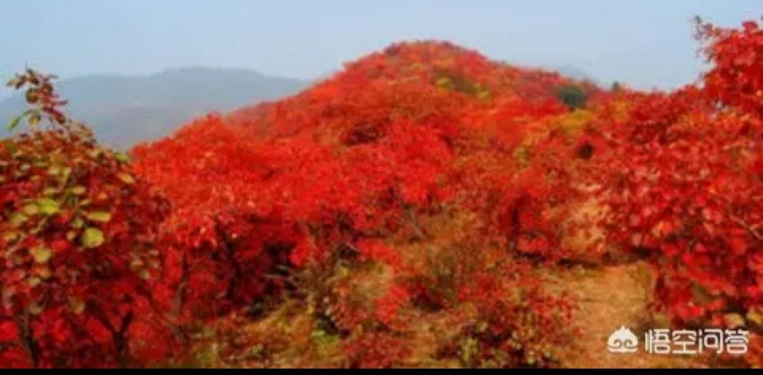 今日重阳节,今日重阳节最美祝福