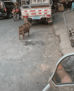 路上捡猪当场报警,在路上捡到东西没报警有没有触犯法律?