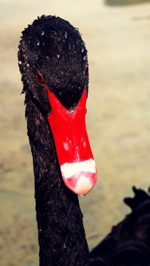 天鹅脖子疑被压变形,天鹅 脖子