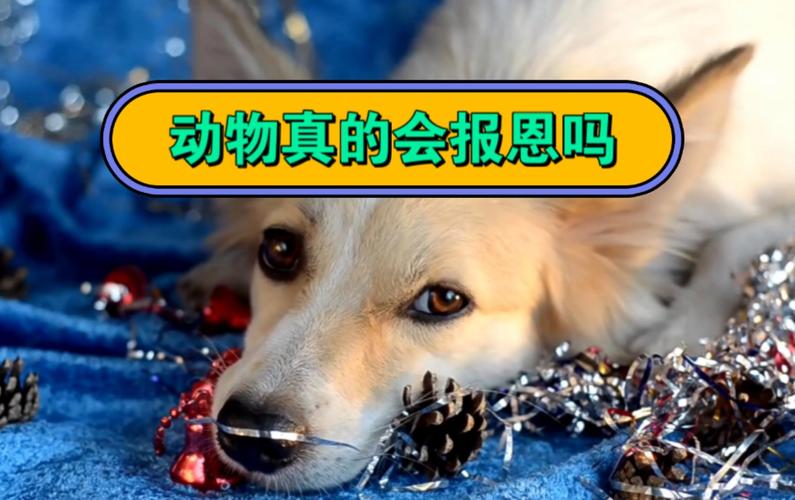 狗狗跋涉50公里报恩,狗狗会报恩吗?为什么?