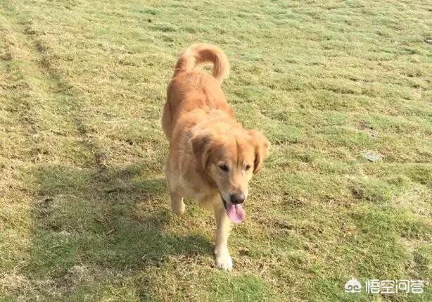 狗狗跋涉50公里报恩,狗狗会报恩吗?为什么? 狗狗跋涉50公里报恩,狗狗会报恩吗?为什么?