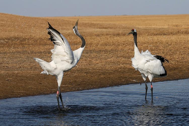 天鹅脖子疑被压变形,丹顶鹤和天鹅谁的脖子长?
