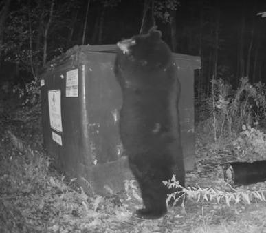 日本野熊袭击致10死,日本熊袭击事件