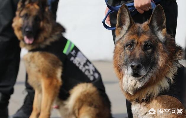 狗狗跋涉50公里报恩,养狗狗也有报恩抱怨的,你家狗狗跟你是怎样的因缘呢? 狗狗跋涉50公里报恩,养狗狗也有报恩抱怨的,你家狗狗跟你是怎样的因缘呢?