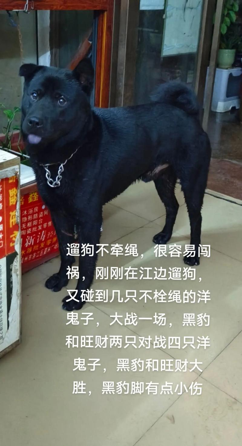 狗狗跋涉50公里报恩,义犬报恩电影的犬是什么品种?