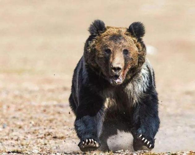 藏马熊进村咬死狗,棕熊,狮,虎是咬死人还是吃人?