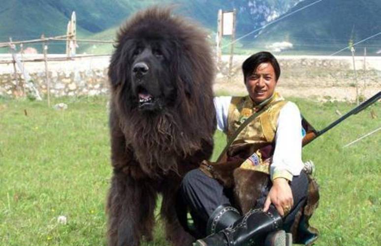藏马熊进村咬死狗,在《藏獒》这一本书中,里面的藏獒能够咬死野狼和藏马熊,是真的吗?为什么?