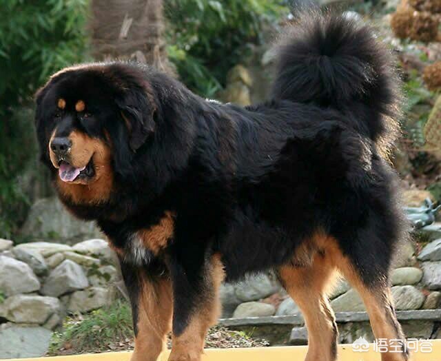 藏马熊进村咬死狗,在《藏獒》这一本书中,里面的藏獒能够咬死野狼和藏马熊,是真的吗?为什么? 藏马熊进村咬死狗,在《藏獒》这一本书中,里面的藏獒能够咬死野狼和藏马熊,是真的吗?为什么?