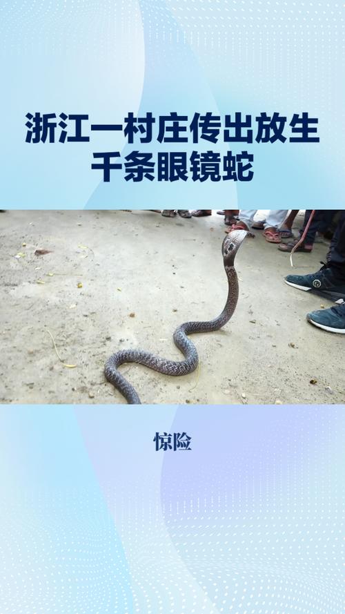 曝有人大量放生毒蛇,曝有人大量放生毒蛇视频