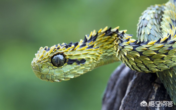 曝有人大量放生毒蛇,曝有人大量放生毒蛇视频 曝有人大量放生毒蛇,曝有人大量放生毒蛇视频