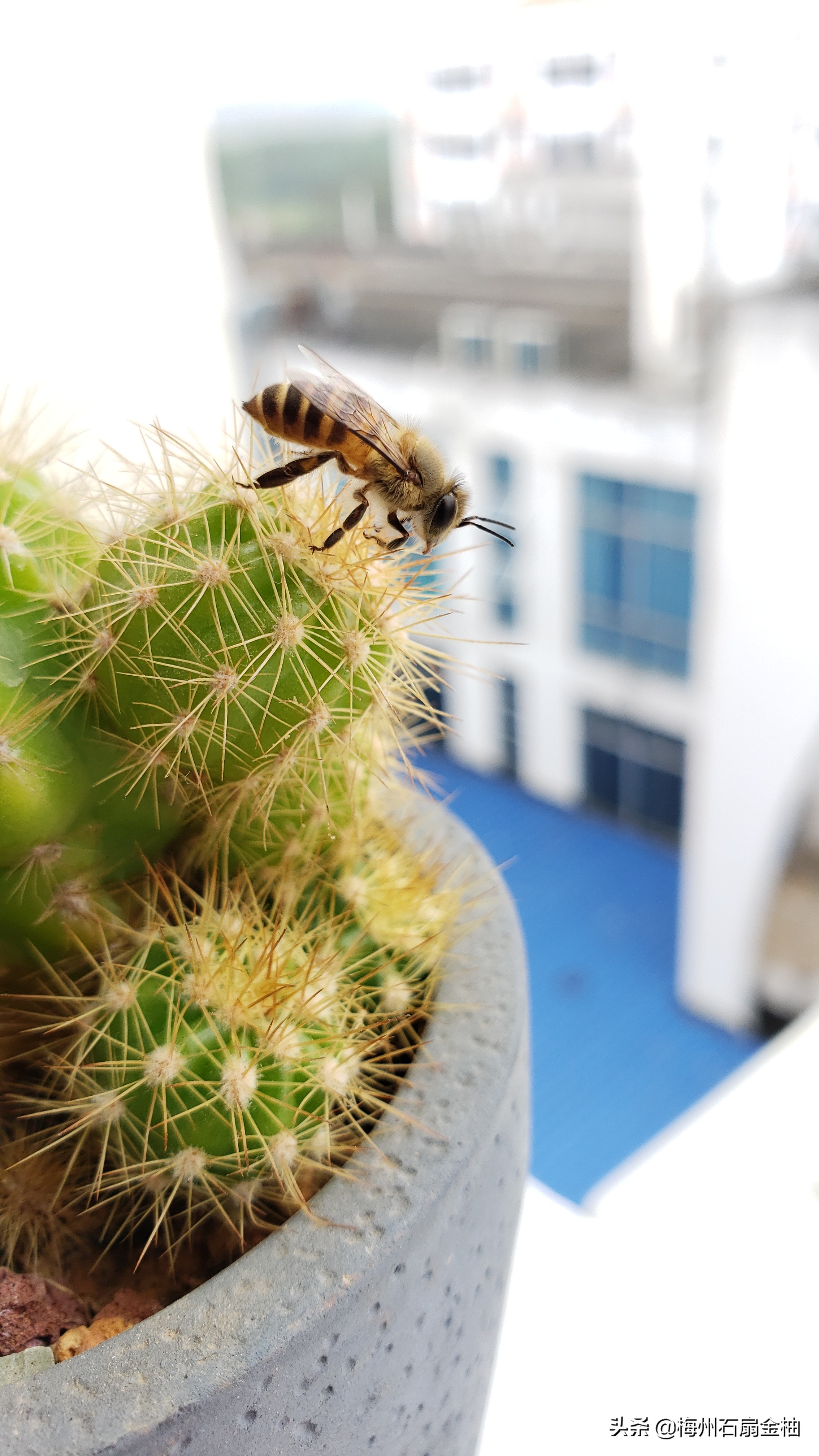 被蜂蛰拔几十根毒刺,被蜂蛰拔几十根毒刺会怎么样 被蜂蛰拔几十根毒刺,被蜂蛰拔几十根毒刺会怎么样