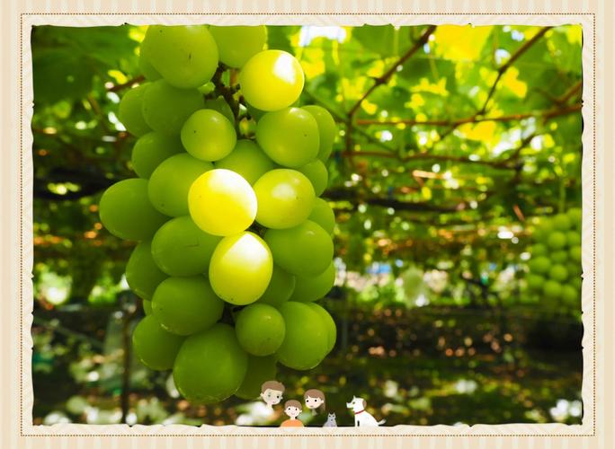 晴王葡萄均为假冒,晴王葡萄是转基因的吗?