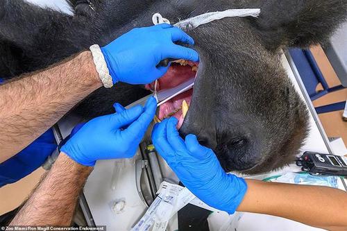 美国重启核试验,美国重启核酸检测?有何深意?