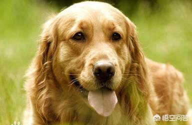 货车撞狗后致老人死,货车撞狗后致老人死亡赔偿 货车撞狗后致老人死,货车撞狗后致老人死亡赔偿