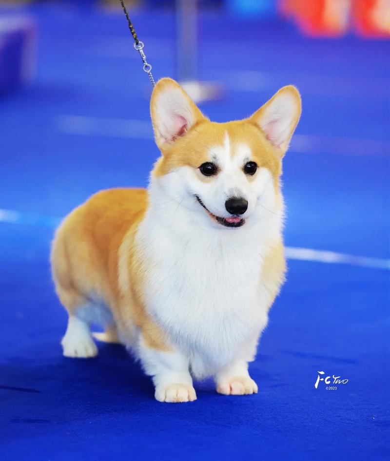 非洲狮腿短被叫柯基,为什么会有人觉得战斗力最强的狗是柯基?它可以杀死狮子吗?