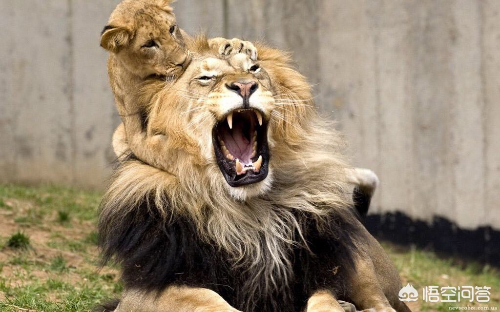 非洲狮腿短被叫柯基,为什么会有人觉得战斗力最强的狗是柯基?它可以杀死狮子吗? 非洲狮腿短被叫柯基,为什么会有人觉得战斗力最强的狗是柯基?它可以杀死狮子吗?