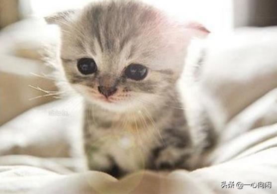 高铁宠物托运指南,高铁怎么带宠物托运? 高铁宠物托运指南,高铁怎么带宠物托运?