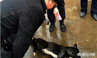 11名特种兵遭俄击毙,11名特种兵遭俄击毙视频 11名特种兵遭俄击毙,11名特种兵遭俄击毙视频