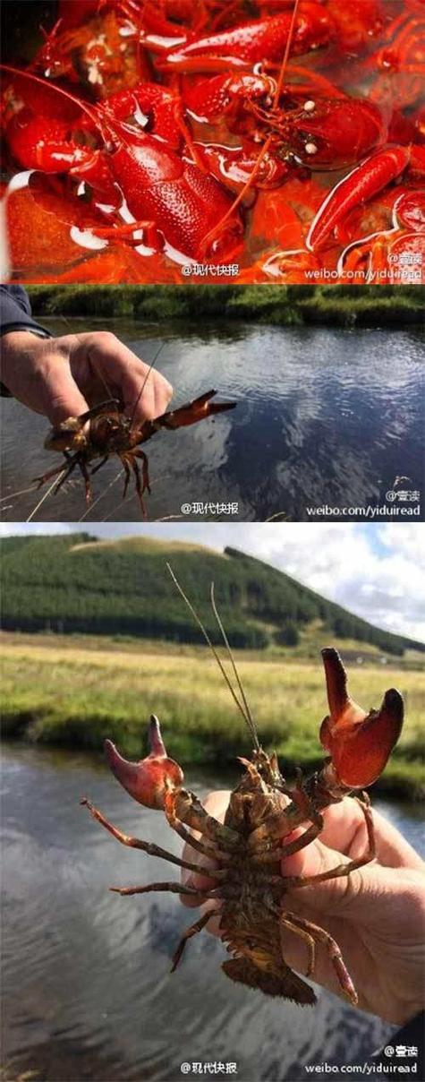 钓鱼被当猎物枪击,美国暴乱之际,对于入侵家里的暴乱分子,房主有权利开枪杀人吗?