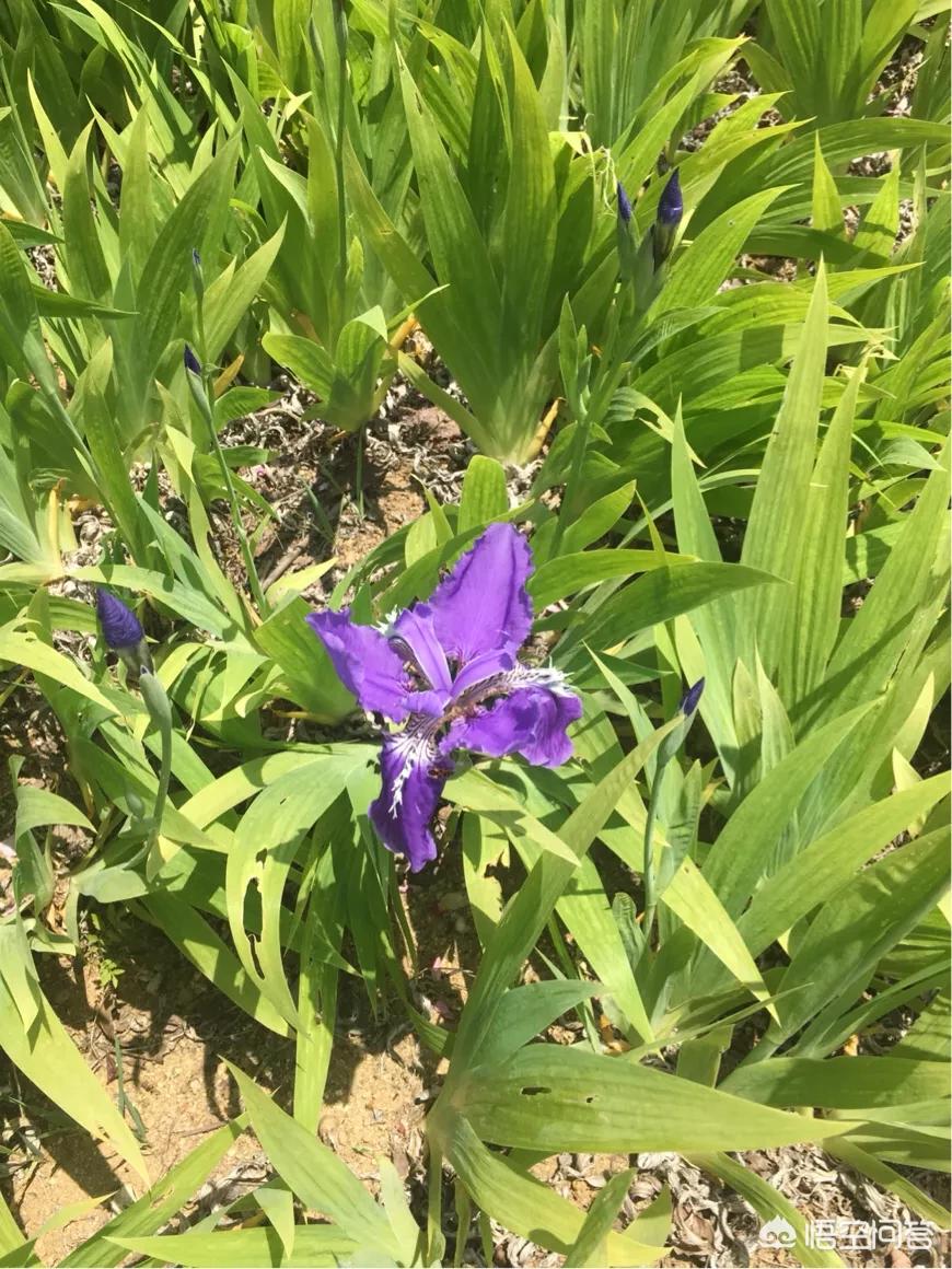 一小区现12对双胞胎,12周双胞胎发育多大了呢?我感觉肚子很明显了,要做什么检查? 一小区现12对双胞胎,12周双胞胎发育多大了呢?我感觉肚子很明显了,要做什么检查?