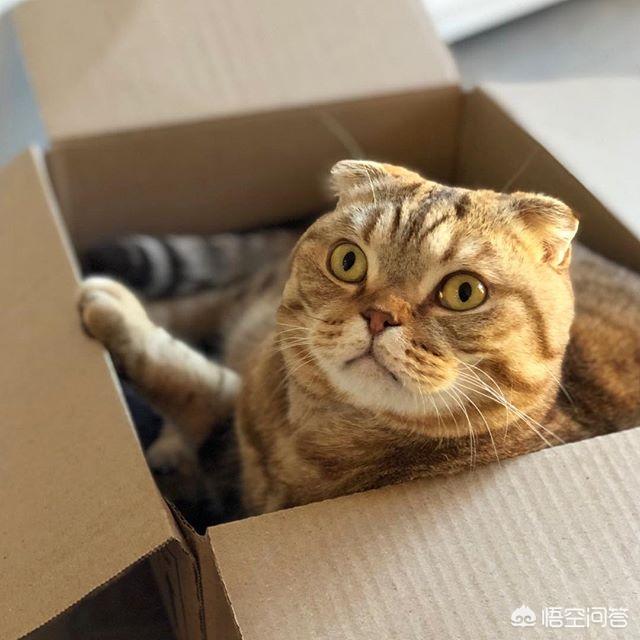 疑有人在水库放生猫,疑有人在水库放生猫怎么办