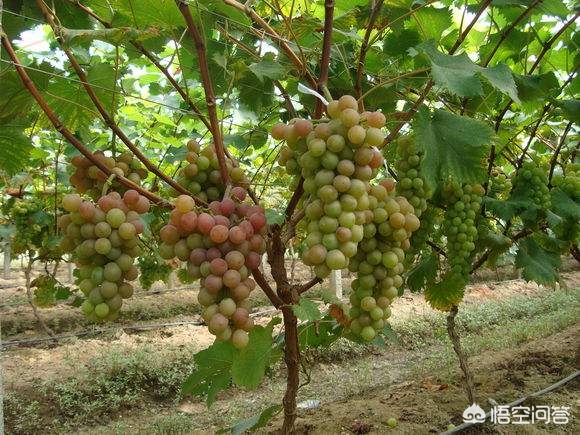 男子租农场骗上亿元,清远的地租给50亩旅游休闲农庄有的补贴吗？