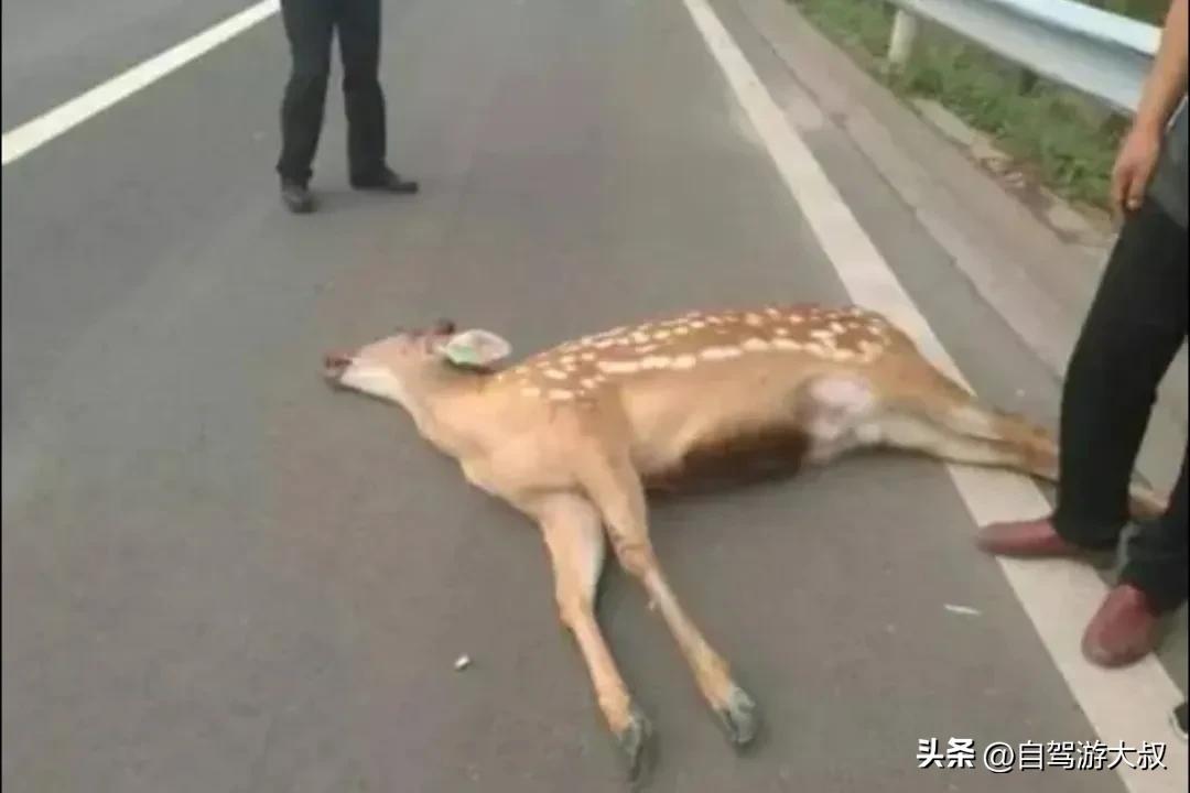 撞死闯国道野猪全责,高速出现6只野猪，小车避让不及撞上获全责，路遇动物能不能撞？