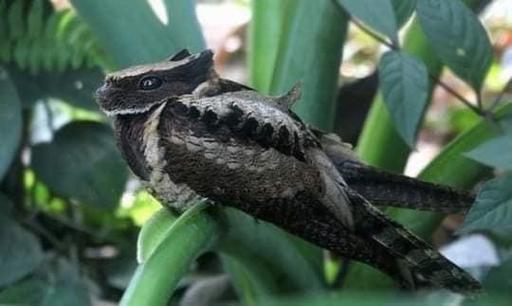 日本允许警察射杀熊,古代日本有熊吗?