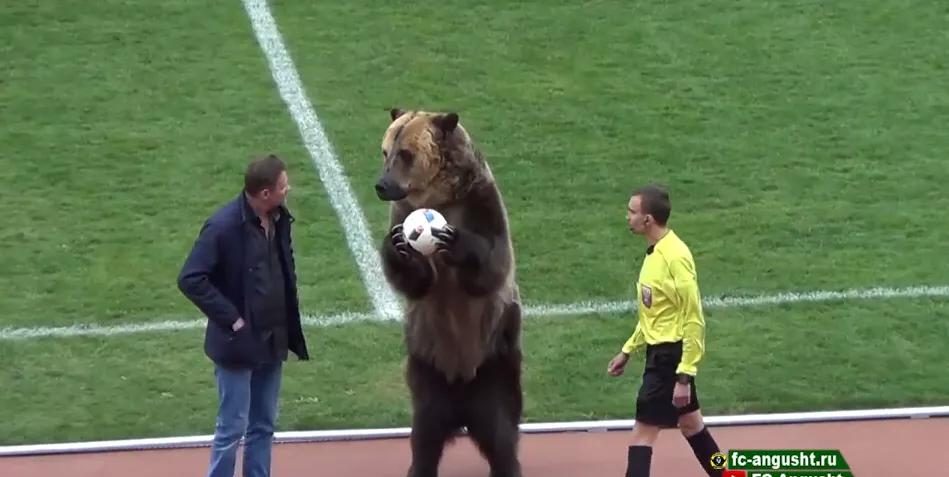 日本熊害已逼近东京,日本熊害事件 日本熊害已逼近东京,日本熊害事件