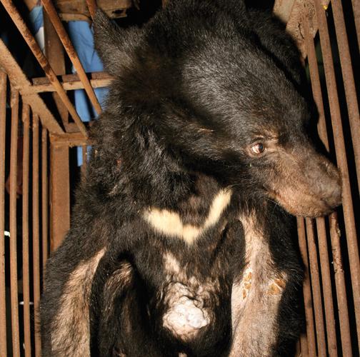 日本熊害已逼近东京,古代日本有熊吗?