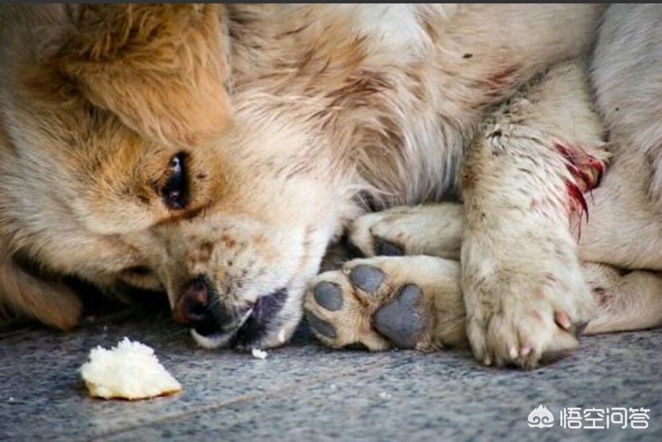 内蒙古刑事案致1死,内蒙古一高校被爆出一黑衣人用铁棍将流浪狗打死,你怎么看这事? 内蒙古刑事案致1死,内蒙古一高校被爆出一黑衣人用铁棍将流浪狗打死,你怎么看这事?