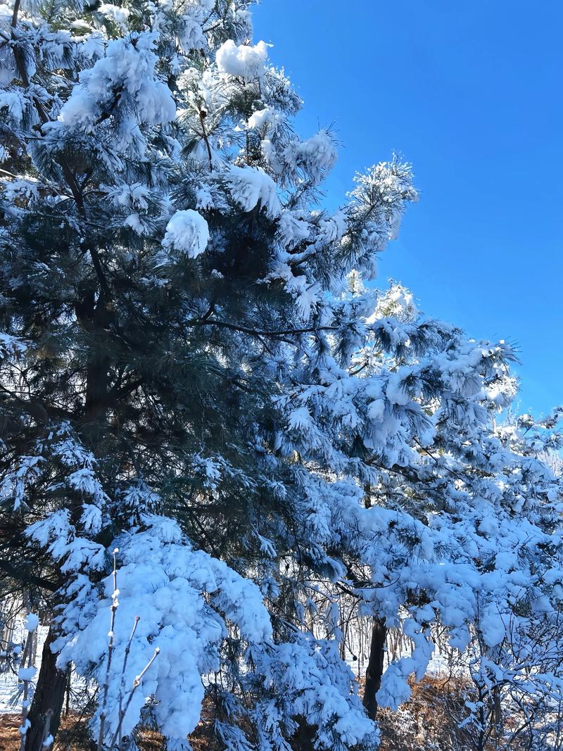 北京下雪了,北京下雪了是什么意思?