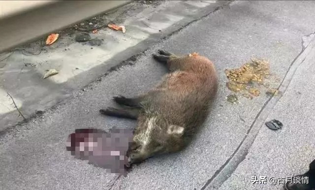 野猪群组团横穿马路,高速撞到野猪怎么赔偿？