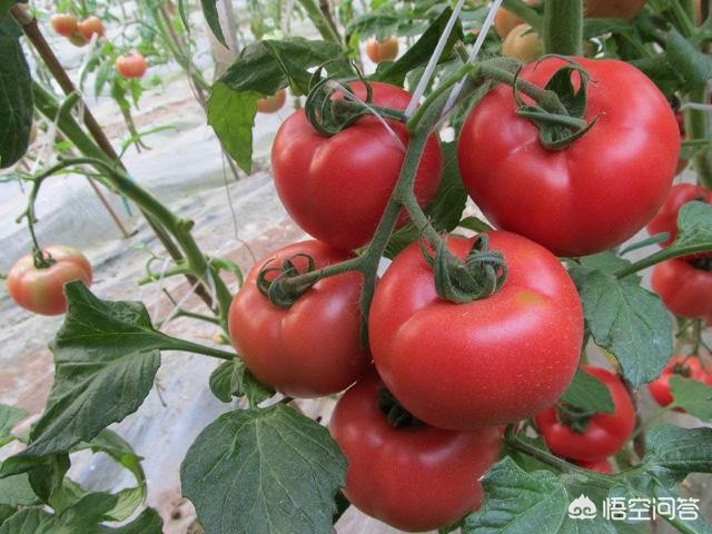 这种病毒也开始高发,如何解决霜霉病、病毒病、早疫病等五月高发病害？