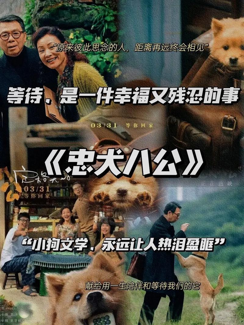 日本熊害已逼近东京,日本八十年代有部电影叫《熊》,能秒杀《忠犬八公》,有看过的吗?