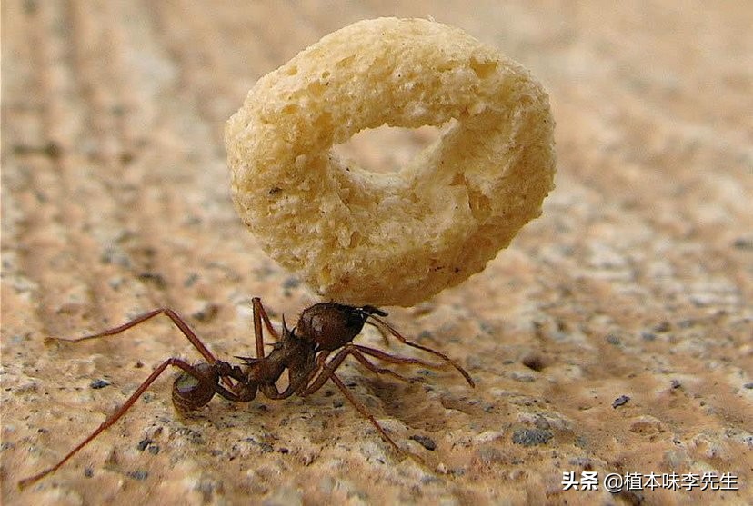 因害怕蚂蚁自杀身亡,什么情况下蚂蚁会自杀？