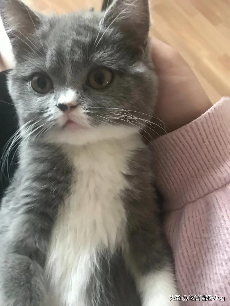 多只猫遭男子虐杀,为什么有的猫去别人家把小猫咬死？