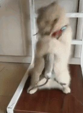 美基因编辑婴儿计划,美国基因编辑婴儿 美基因编辑婴儿计划,美国基因编辑婴儿