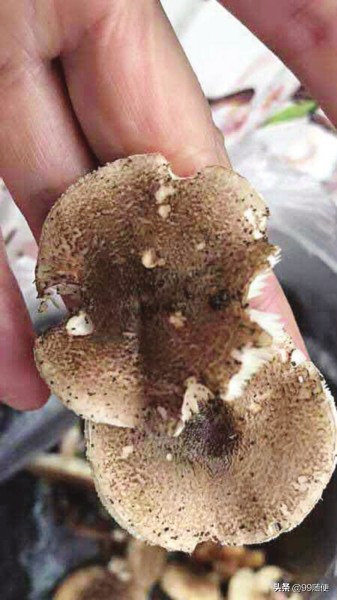 食野生蘑菇被送ICU,苏州一家四口吃了公园采回的毒蘑菇，住进ICU。如何避免食用毒蘑菇？