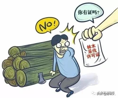 农户杨树被禁止砍伐,法律规定农村杨树必须要砍伐吗？