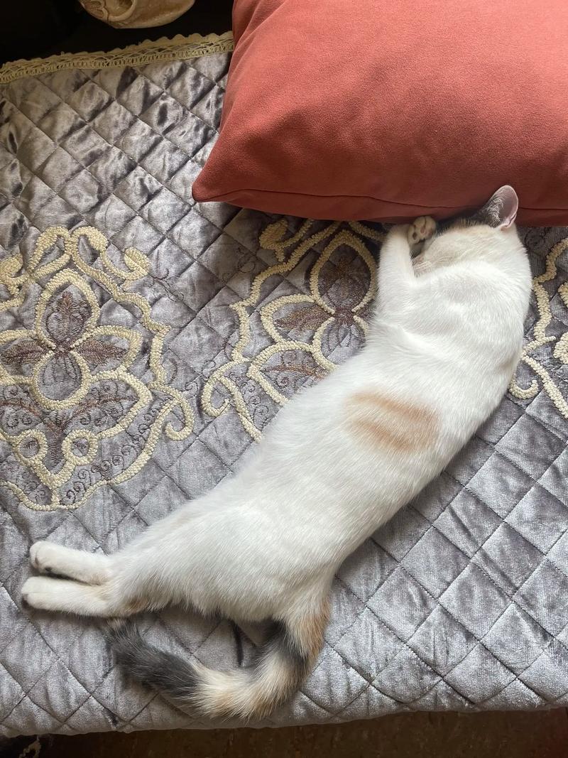 原来猫咪也是敏感肌,猫对强光敏感吗?