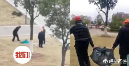 高校保安打死流浪狗,高校保安打死流浪狗被开除 高校保安打死流浪狗,高校保安打死流浪狗被开除